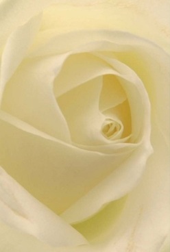 Captured in gentle detail, this exquisite white rose nestles at the centre of the composition, its velvety petals swirling inward like the winding pathways of Hackney Marshes near Lea Bridge. The subtle transition from cream to ivory in each layer emanates a purity and understated elegance, reminiscent of a fresh morning in a local garden. The lighting is intentionally soft and diffused-a testament to the way sunlight glimmers gently over the River Lea-allowing every fold and shadow to whisper its quiet story. The bloom seems to radiate calm, as if holding a silent promise of comfort, perfect for use in anniversary arrangements, thoughtful sympathy bouquets, or as a refined gesture of appreciation. The slightly translucent outer petals recall misty mornings by Springfield Park, their arrangement both precise and gracefully organic. Within this single rose, you can almost sense a gentle, powdery fragrance lingering in the air-offering solace and beauty, crafted with the expert touch only a Lea Bridge florist can bring to your most significant moments.